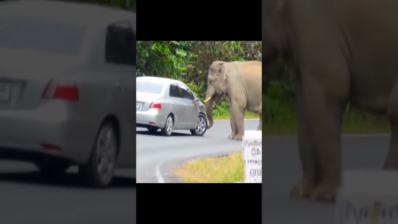The strength of an elephant  