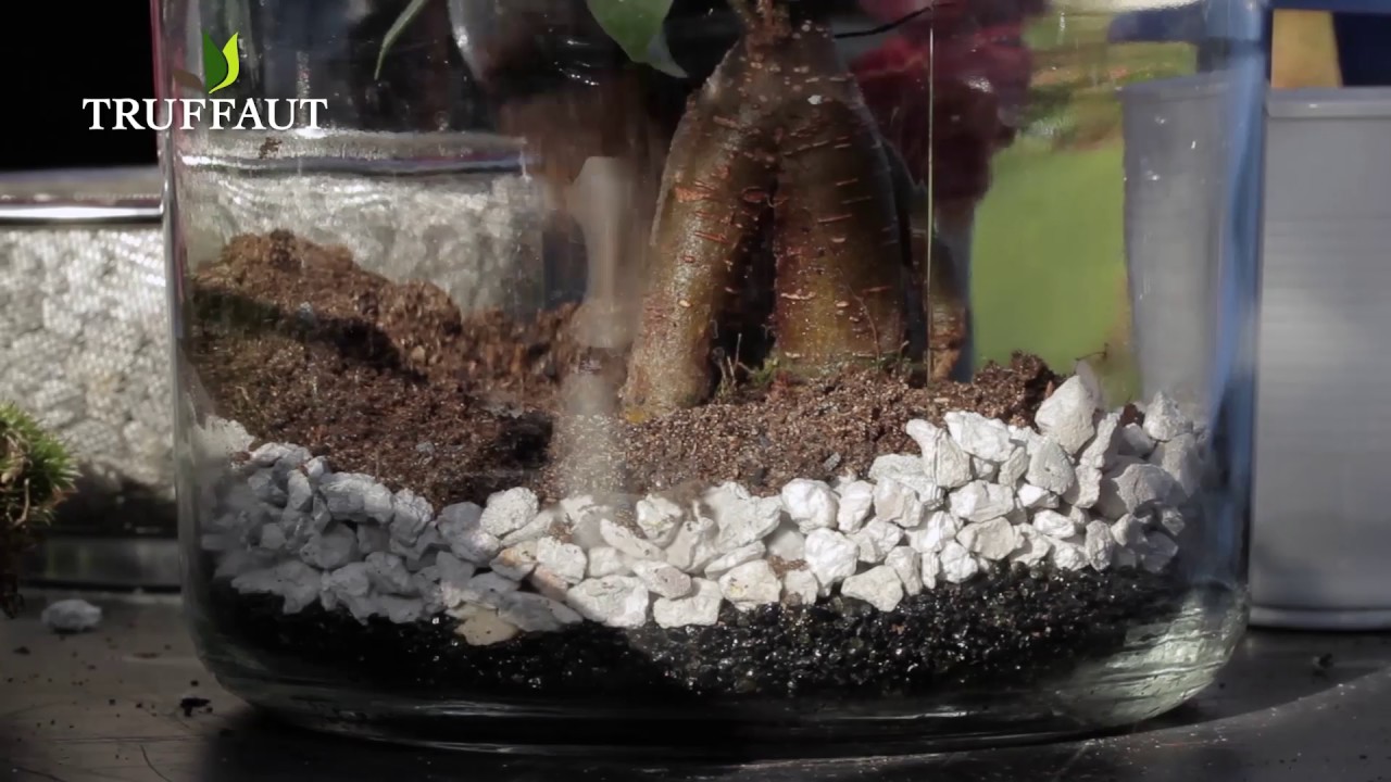 DIY déco : terrarium tropical fermé - Truffaut