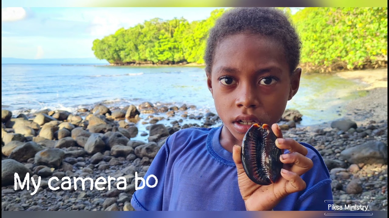 Shell - Cowrie