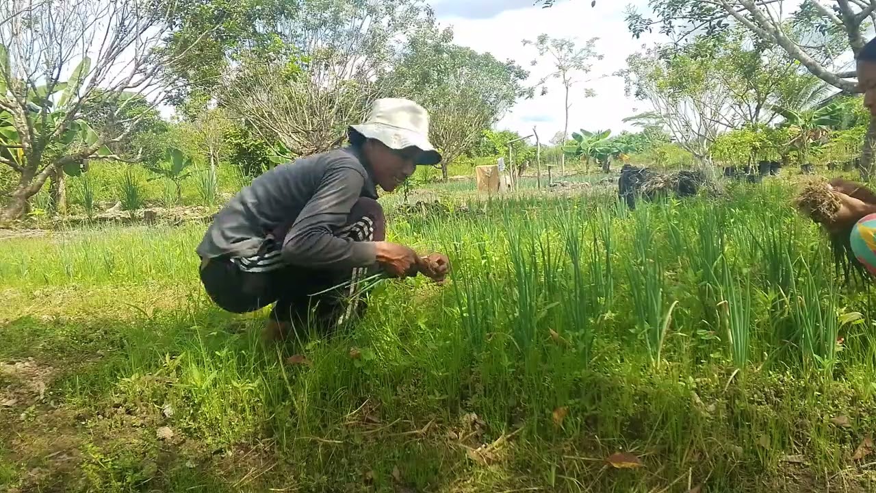 pindah tanam daun pre