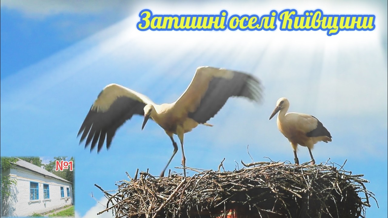 🏠Продаж затишних осель на Київщині#дімселі,#київщина, #Черевки,#ВеликаБерезянка,#Медвін,#Горатотоха,