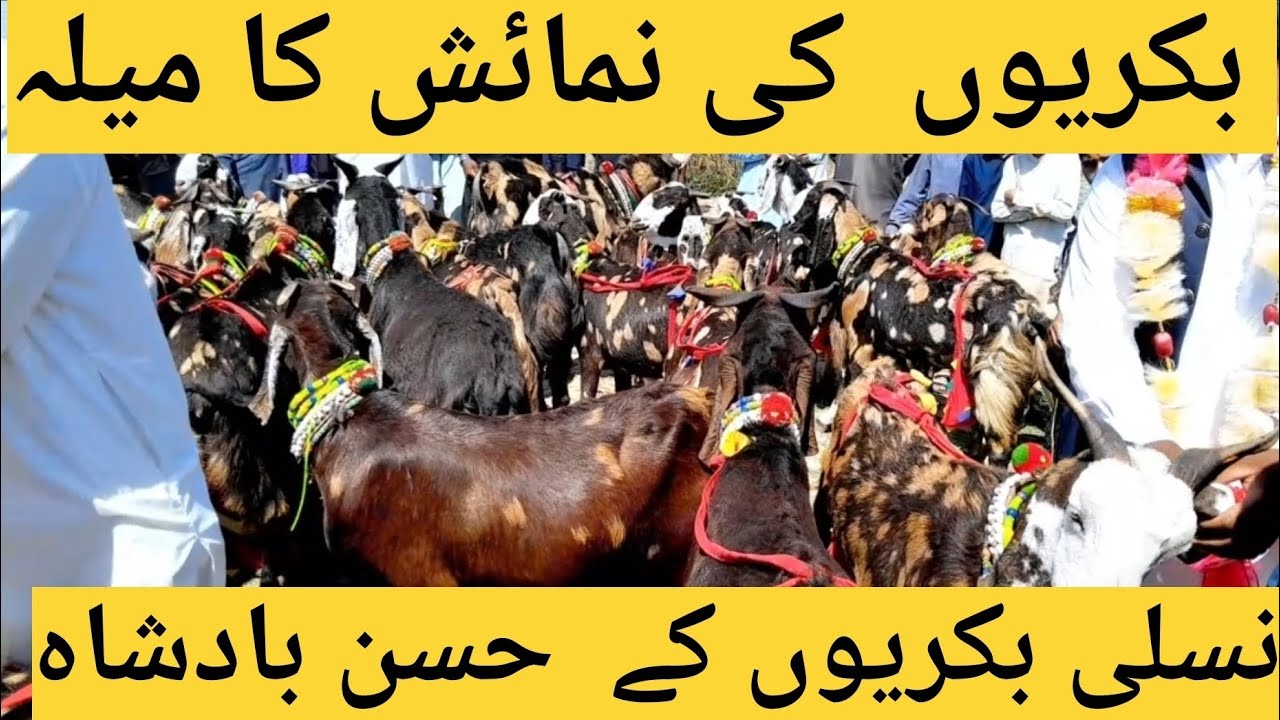 بکریوں کی نمائش کے میلے کا انعقاد، شائقین کی بڑی تعداد میلے سے لطف اندوز ہونے کیلئے پہنچ گئی،