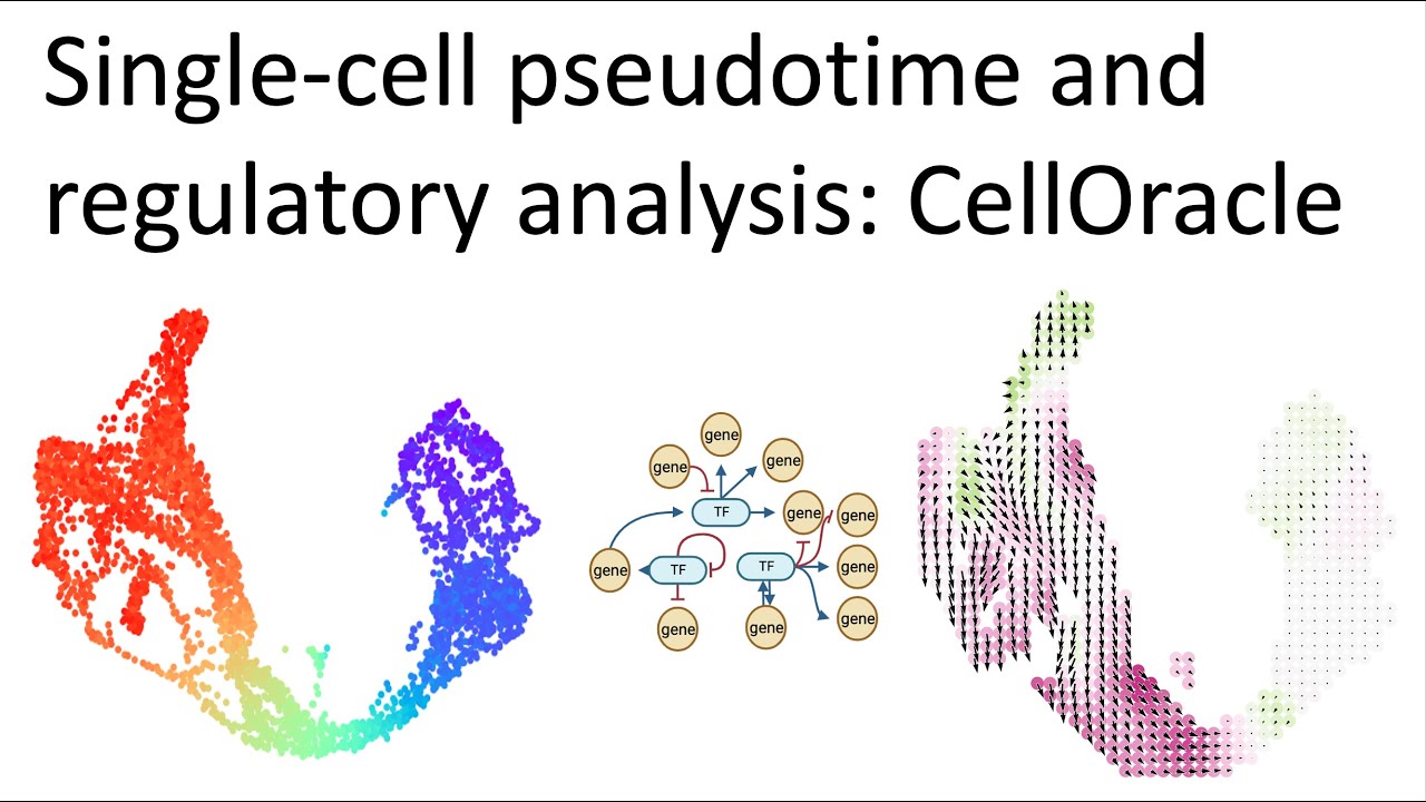 Single-cell pseudotime and gene regulatory analysis with CellOracle