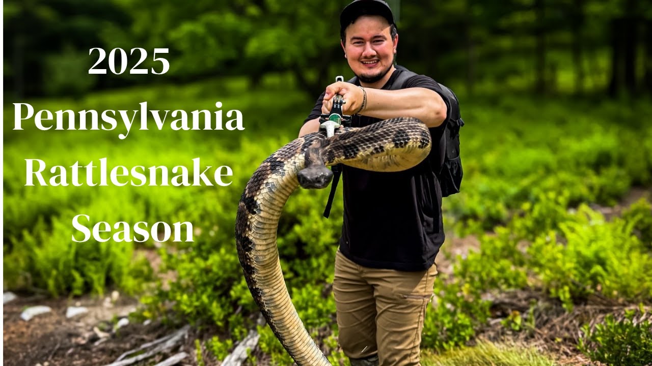 |Rattlesnake Hunting In Pennsylvania| Huge Den Of Rattlesnakes!