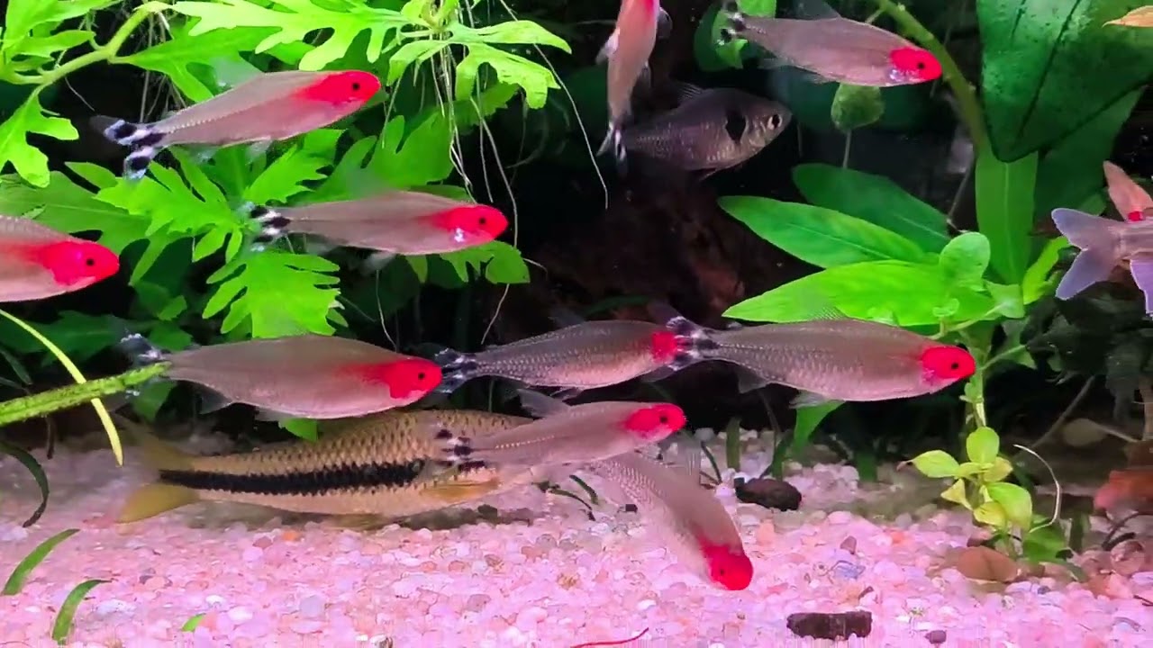 Moje tropiki 🌿🐟🐟🌴😀. Aquael opti set 200.