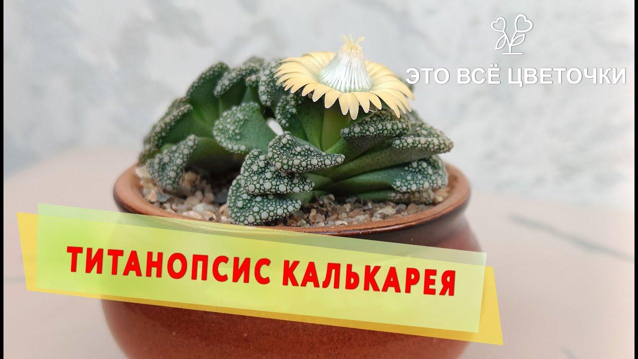 Титанопсис калькарея/Titanopsis calcarea. Цветение
