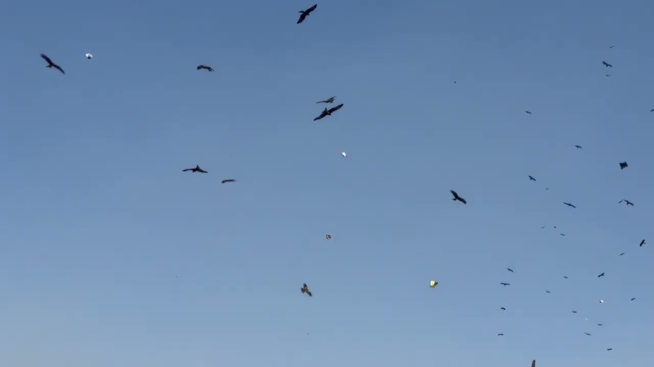 Sanda Kite Flying On Sunday Lahore Basant 08-02-2026 Part 1