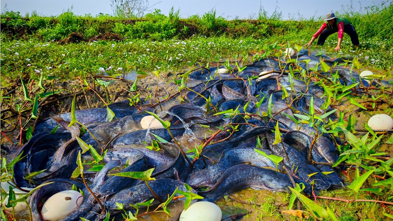 WOW amazing! catch a lot of fish at rice field by best hand a smart boy, top fishing skills