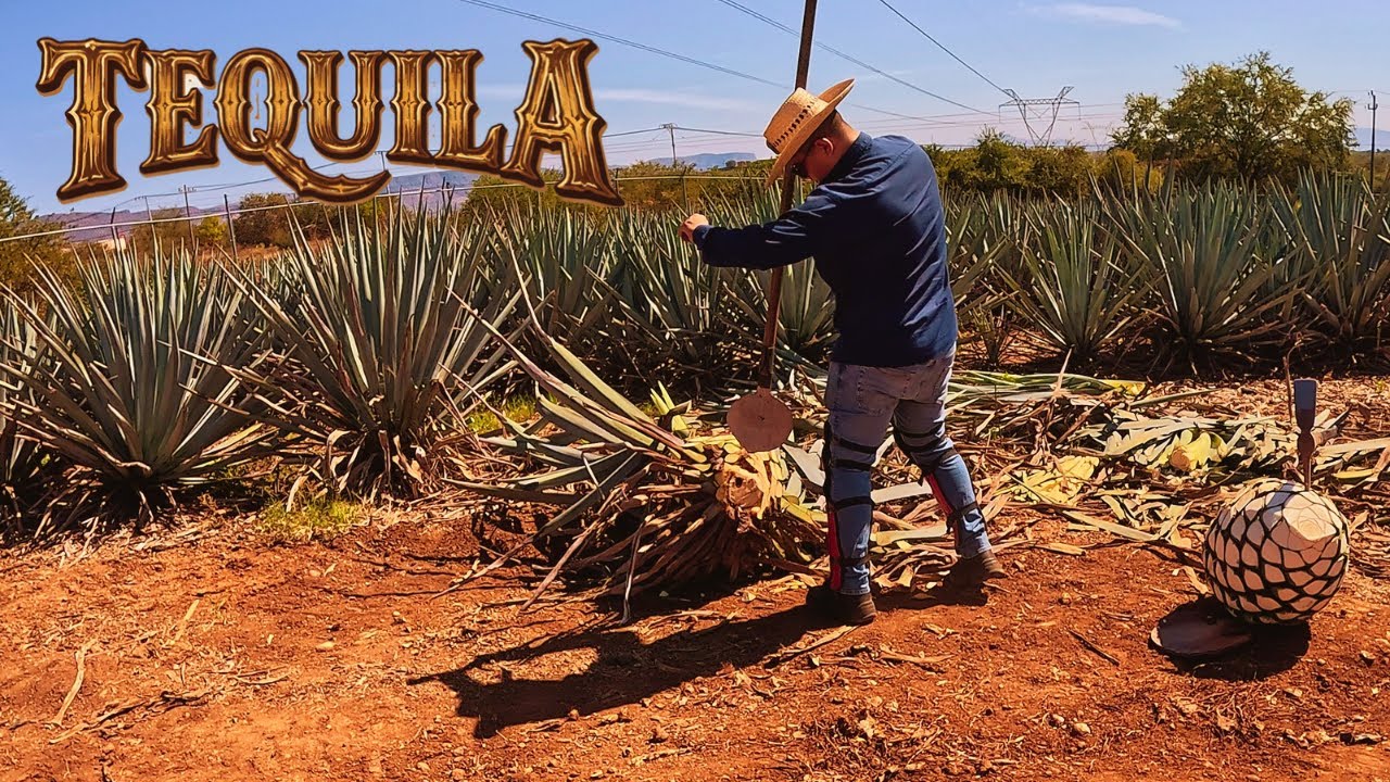 TEQUILA, CANTARITOS & COMIDA EN TEQUILA, JALISCO. 