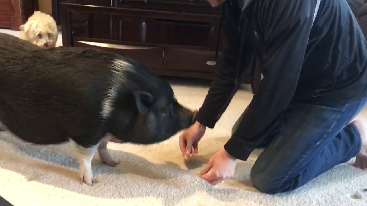 Homeschooling Mabel the Pig