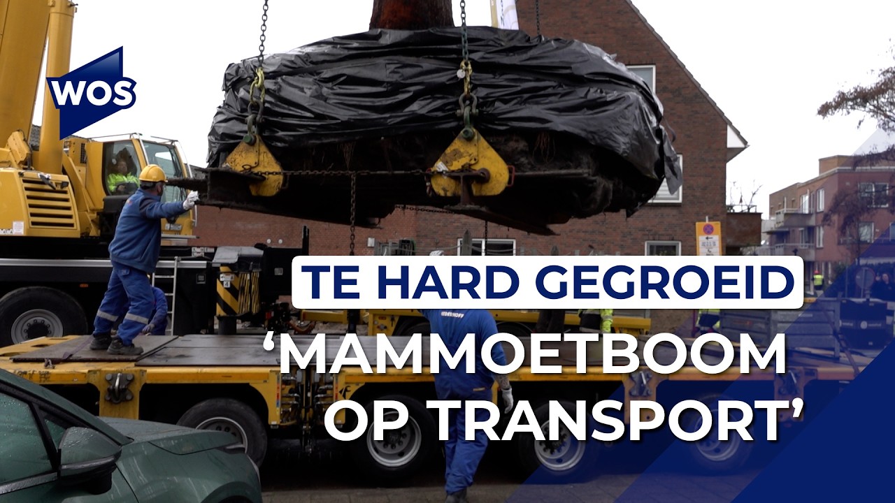 Boom met gewicht van zeven olifanten op transport