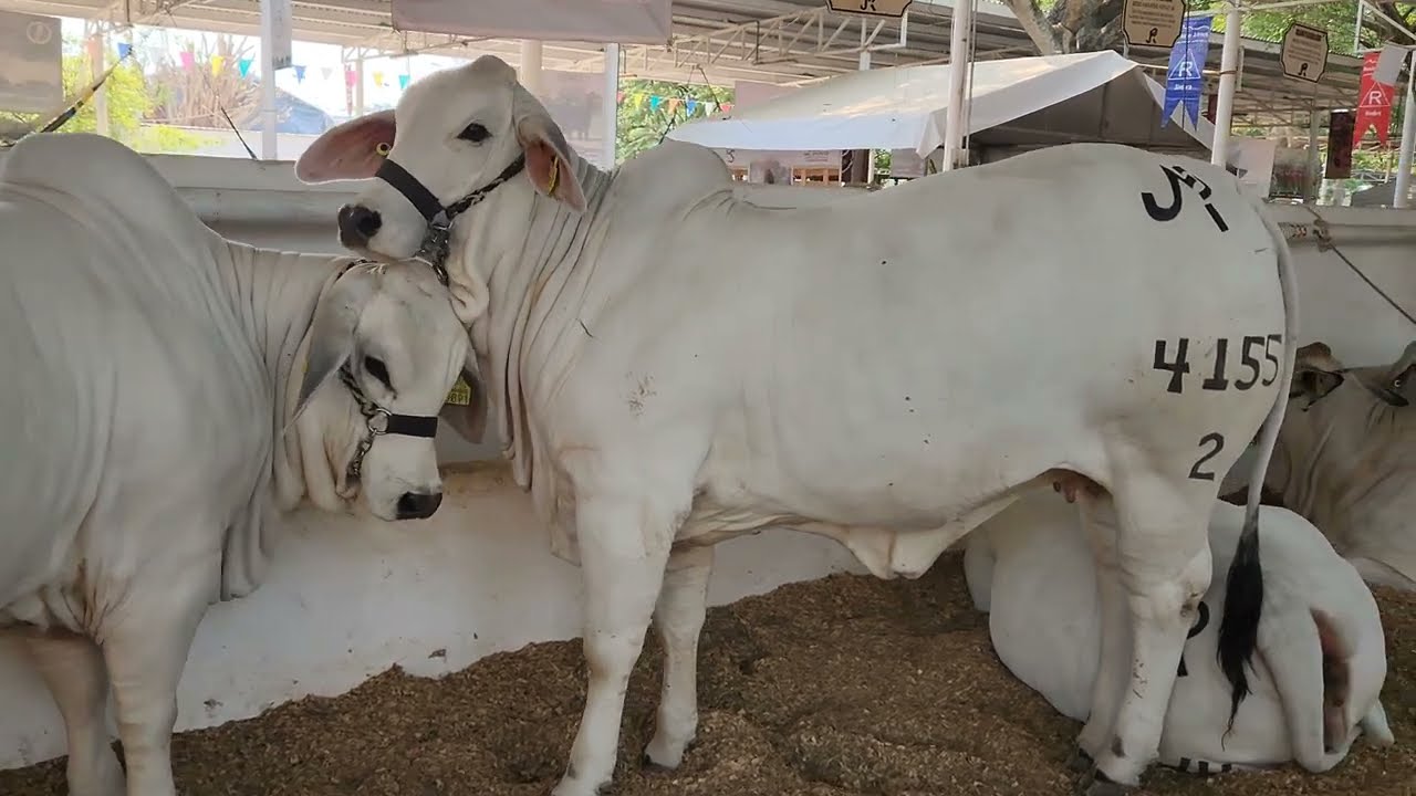 BRAHMAN GRIS.. Rancho SAN ROMAN.. Centro.. Tabasco.. MX...