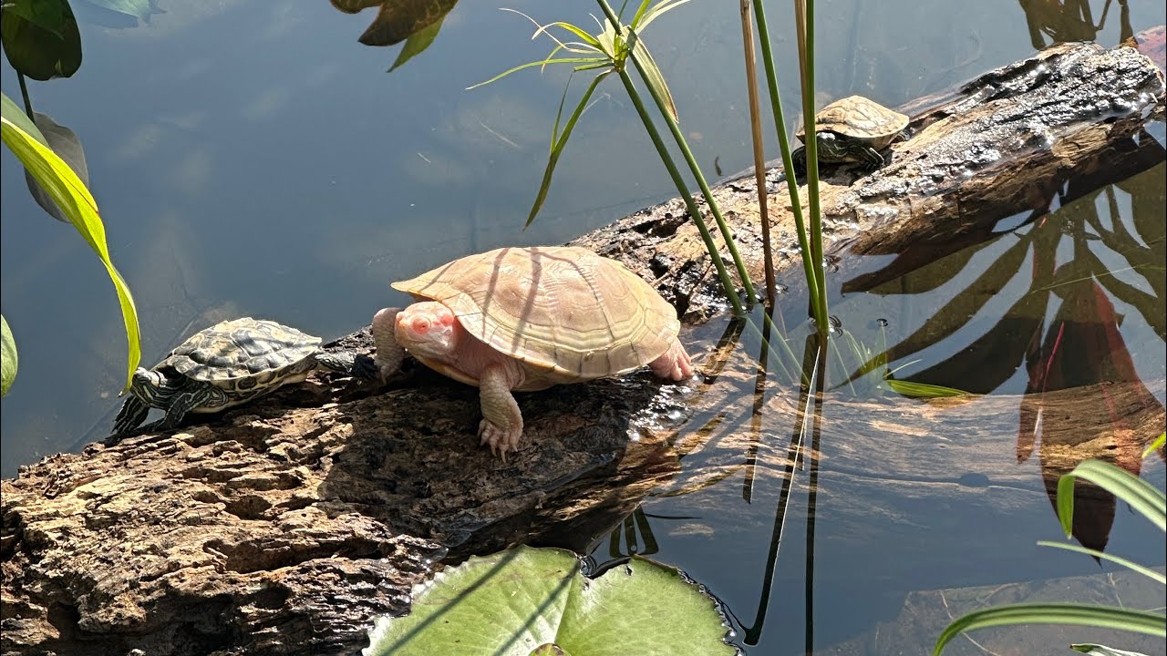TURTLE POND FEEDING.