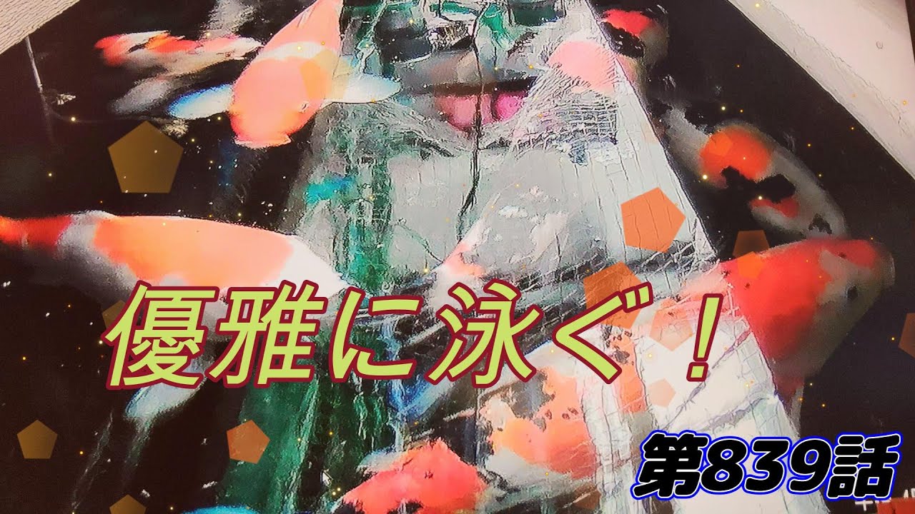 監視カメラで見る優雅に泳ぐ愛錦鯉！260201錦鯉第839話
