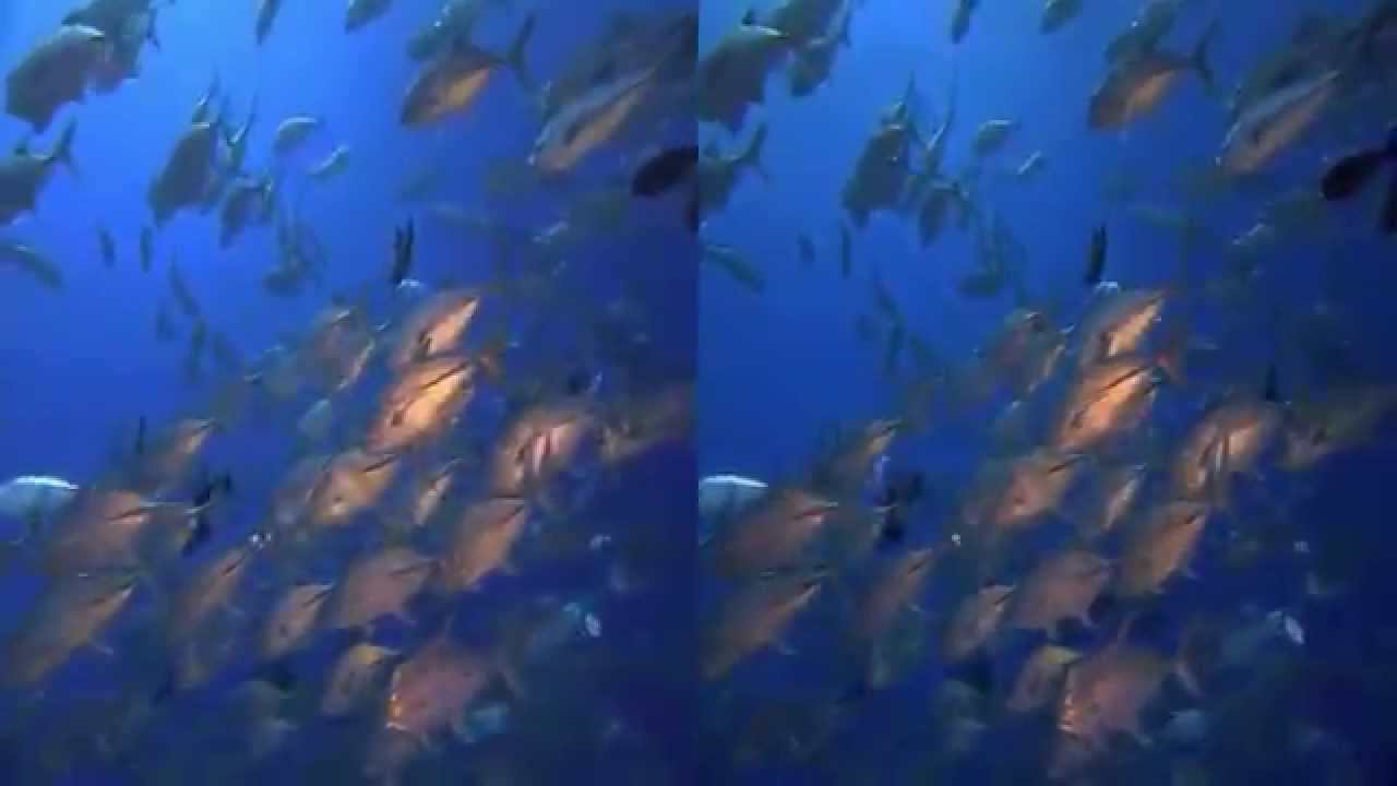 Oceano Marino - Mini documental en formato 3 D Estereoscopico