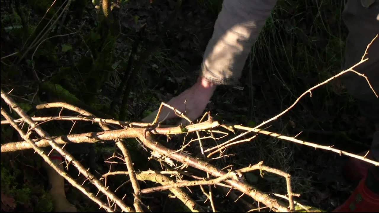 The Art of Devon Hedge Laying