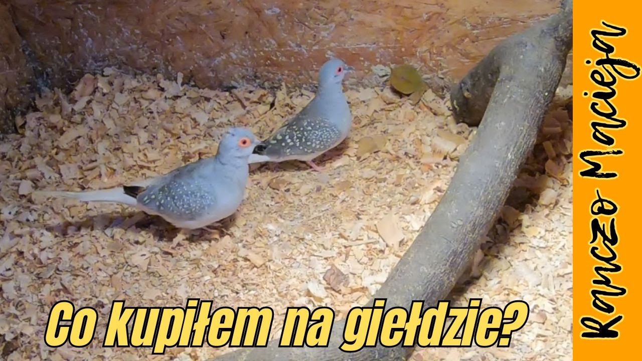 Co kupiłem na giełdzie w Pszczynie ?#299