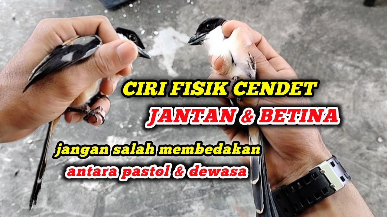 Ciri cendet jantan betina || perbedaan cendet pastol dan dewasa jantan betina