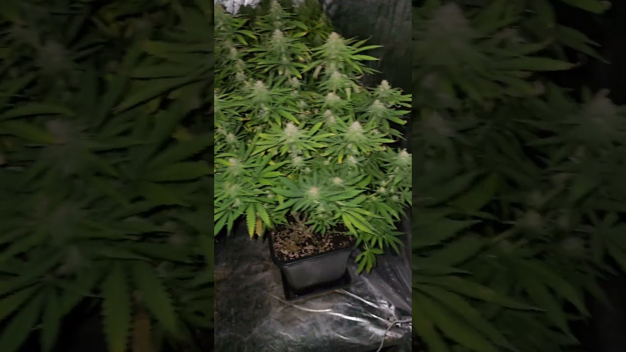 Critical + indoor planting (Pev seeds, Pevgrow) 4k60fps     #3  #420