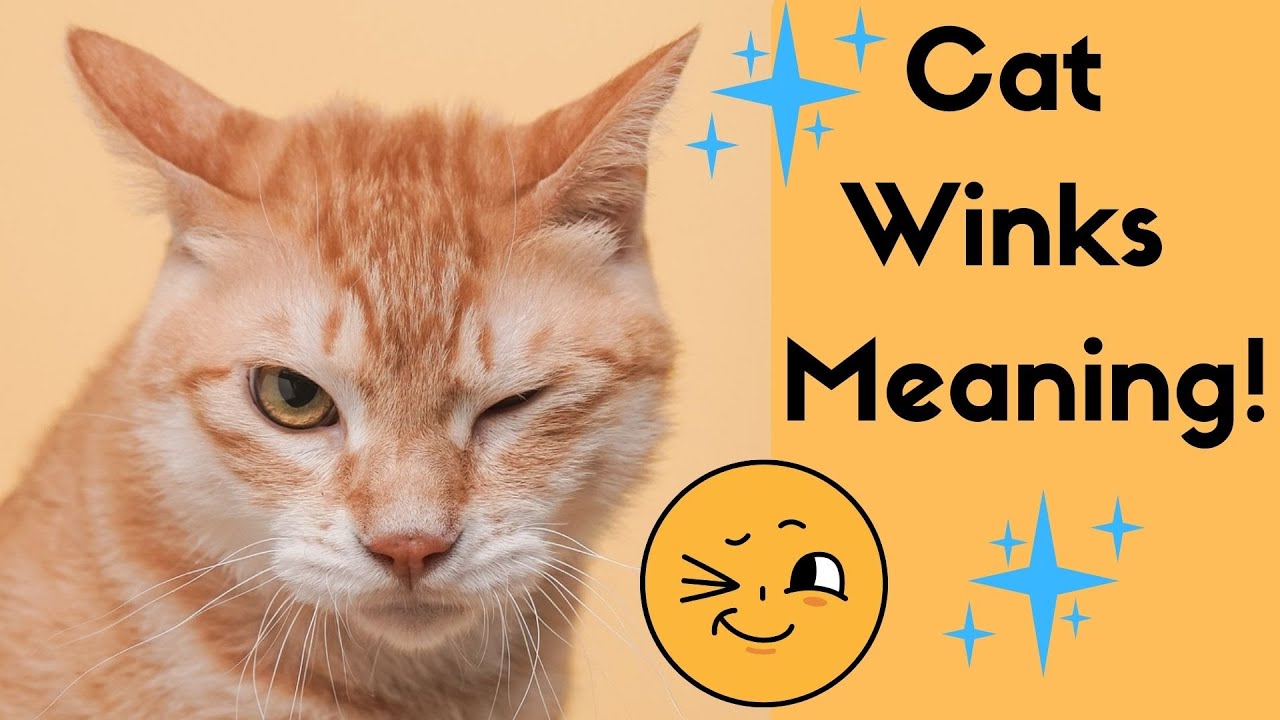 Why Do Cats Wink At You With One Eye?