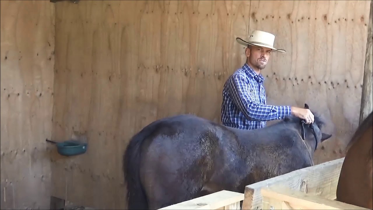 Foal Handling 1 Trailer
