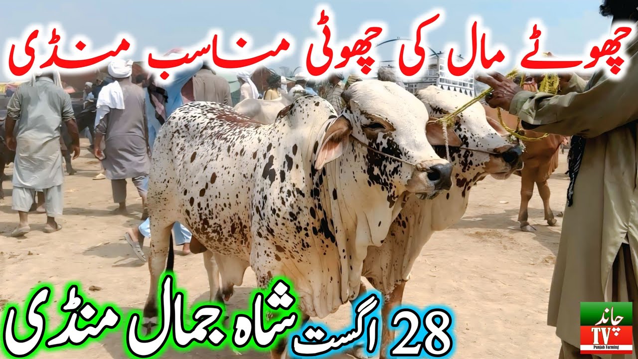 Shah Jamal Cow Mandi Latest Update Video | Cholistani Sahiwal Bachre | Cow Mandi 2025 | Qurbani 2025