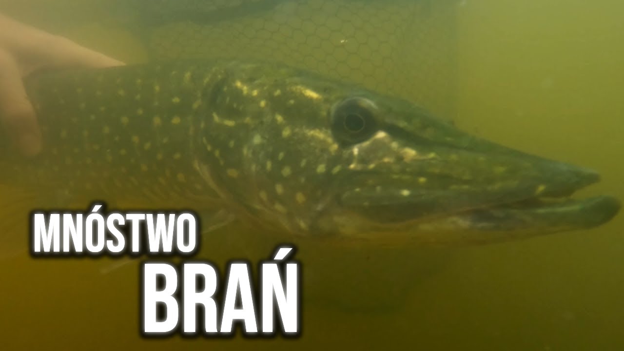 TA PRZYNĘTA ZMIENIŁA WSZYSTKO! | ŁOWIENIE SZCZUPAKÓW Z PONTONU |#vlog 7