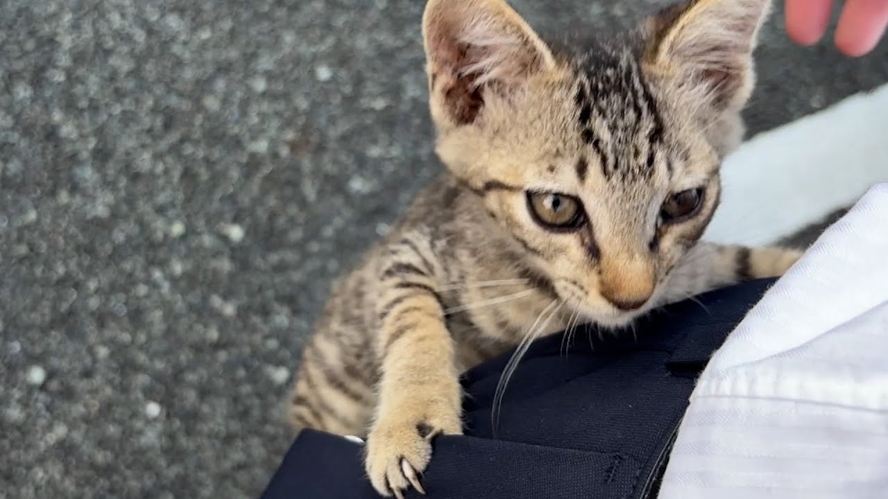 真夏に子猫を保護しました