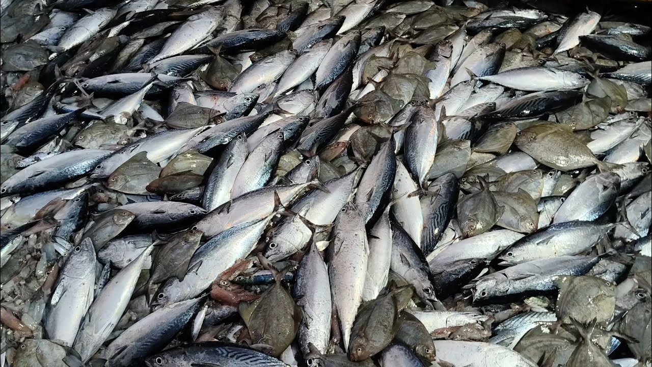 Beruntung bener nasibku!!! Cuma sekali setting 100 ton hasil tangkapan hari ini - Cupliz Ahmad