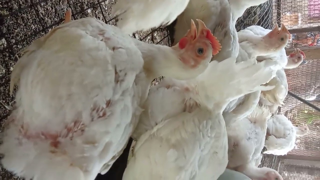 08033193602  Cost-Effective Broiler Feed in Nigeria: BSF Larvae, Azolla & Wolfia  #chickenfeeding