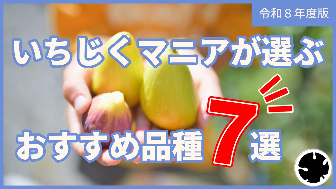 【2026年版】いちじくマニアが選ぶ、おすすめ品種7選！（育て方）