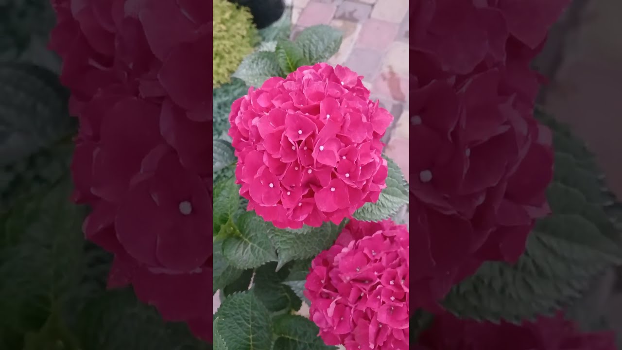 БОМБA- СОРТ КРУПНОЛИСТНОЇ ГОРТЕНЗІЇ  Magical Dark  Ruby