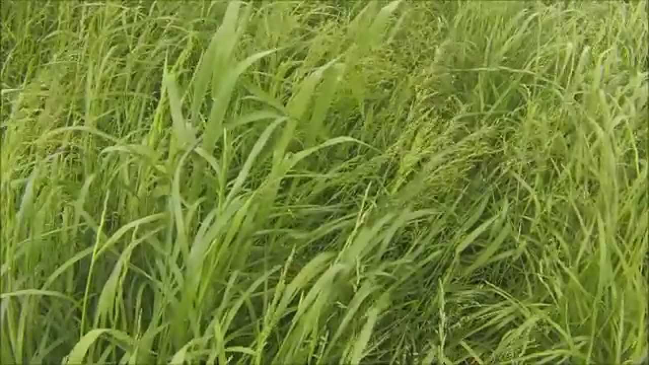 Silage time 2014 - Claas Forage Wagon, Deutz Agrotron, Claas Tractor, Knvernland Mower
