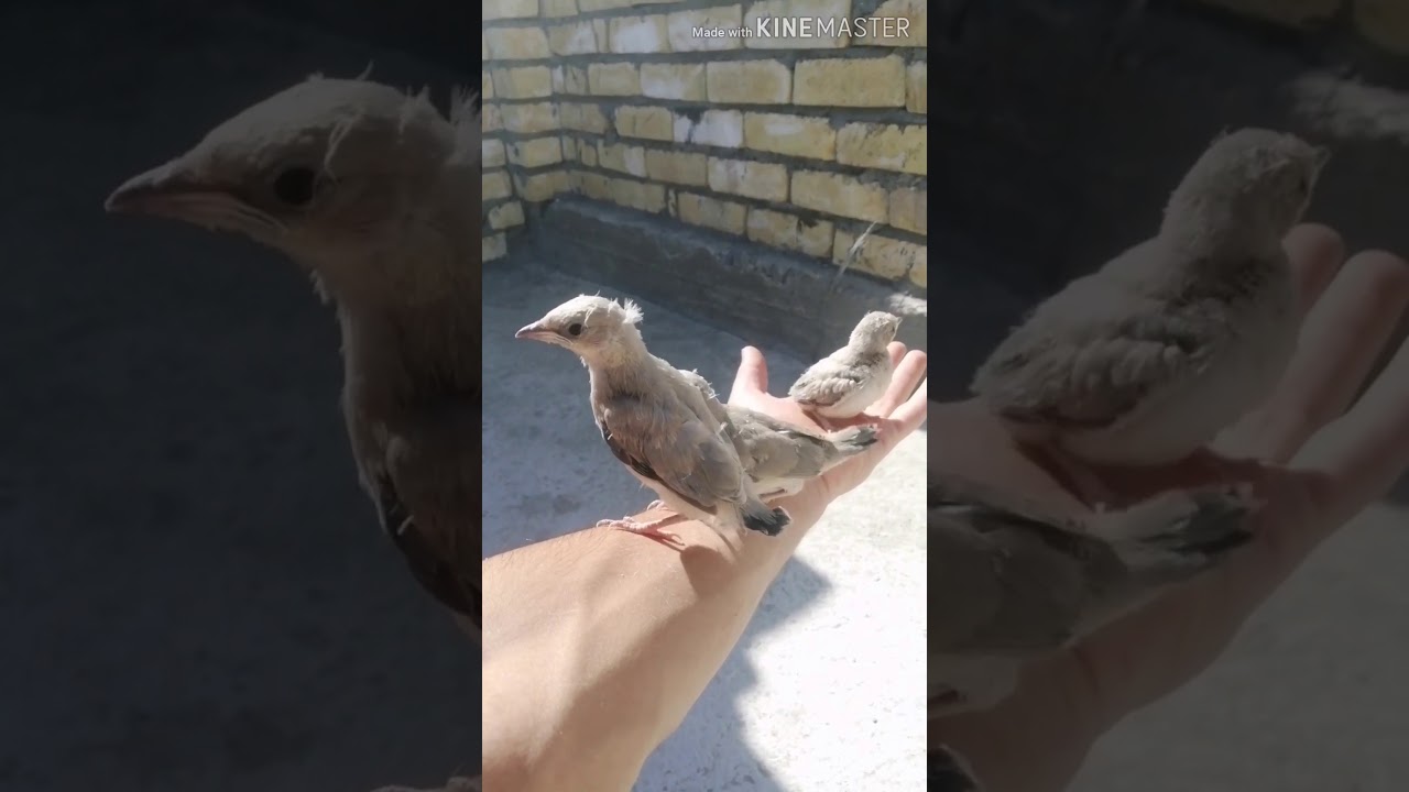 مراحل نمو افراخ البلبل الروسي من عمر يوم الئ 15يوم (ارجو الاشتراك لنستمر بل مزيد)