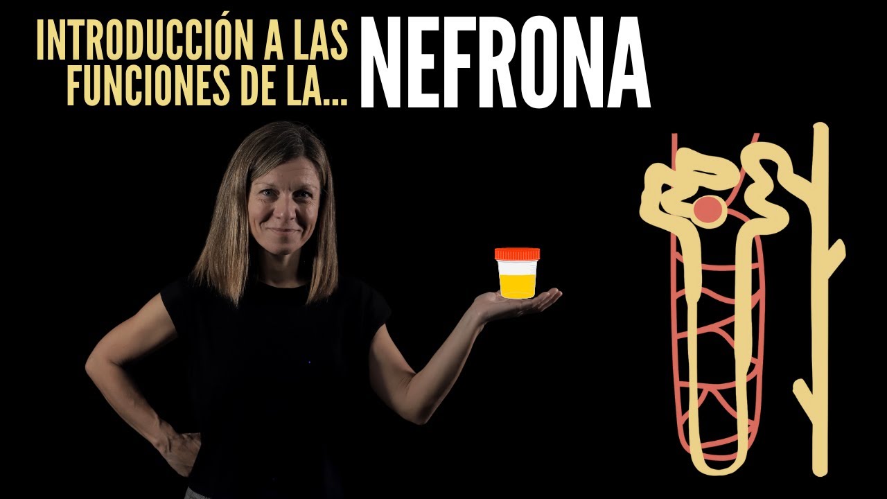 Nefrolog&iacute;a I: Introducci&oacute;n a las funciones de la nefrona