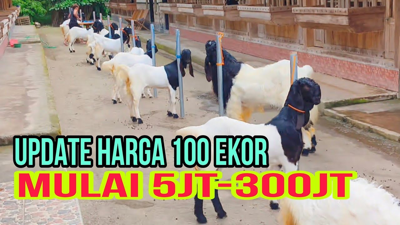 MULAI 5jt-300jt - FUL 100 EKOR DI KANDANG BAKOH CMF ☎085772729919