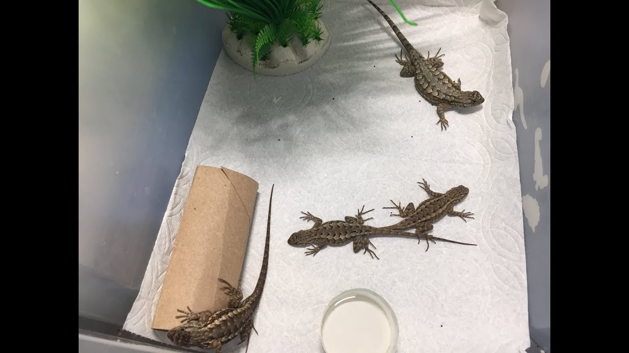 Catching Lizards!!/100 Subscriber Fan Special