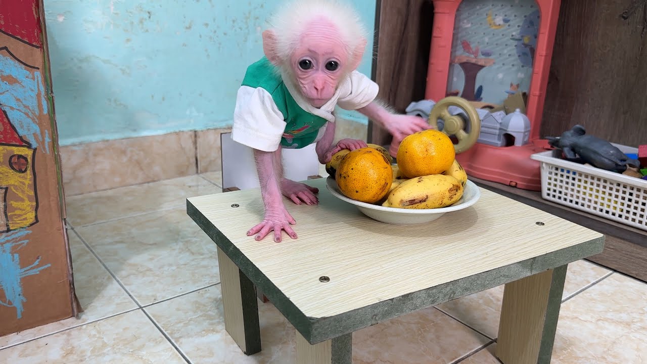 Dad carefully squeezes every drop of fresh orange juice just for Luna 🍊💧