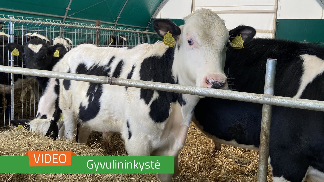 Pieno ūkis. Veršelių laikymas tentiniame angare