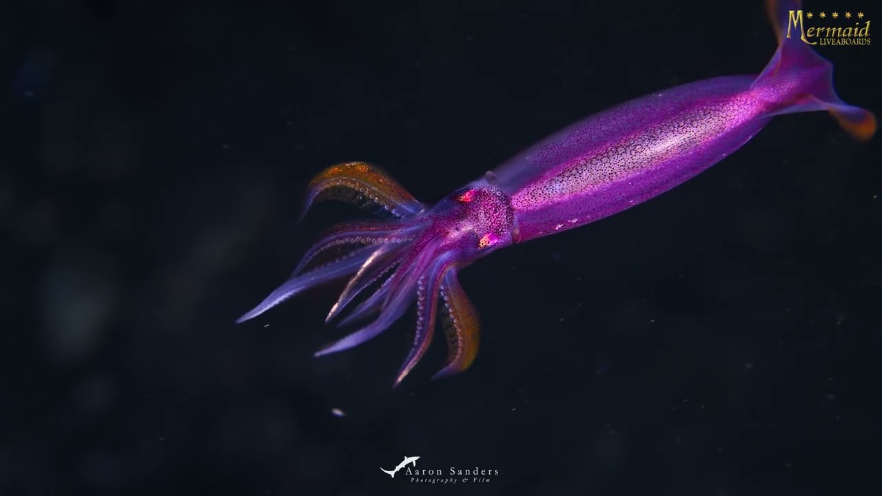 Super Special Biodiversity: 16 Days Maumere-Alor-Banda Sea-Raja Ampat