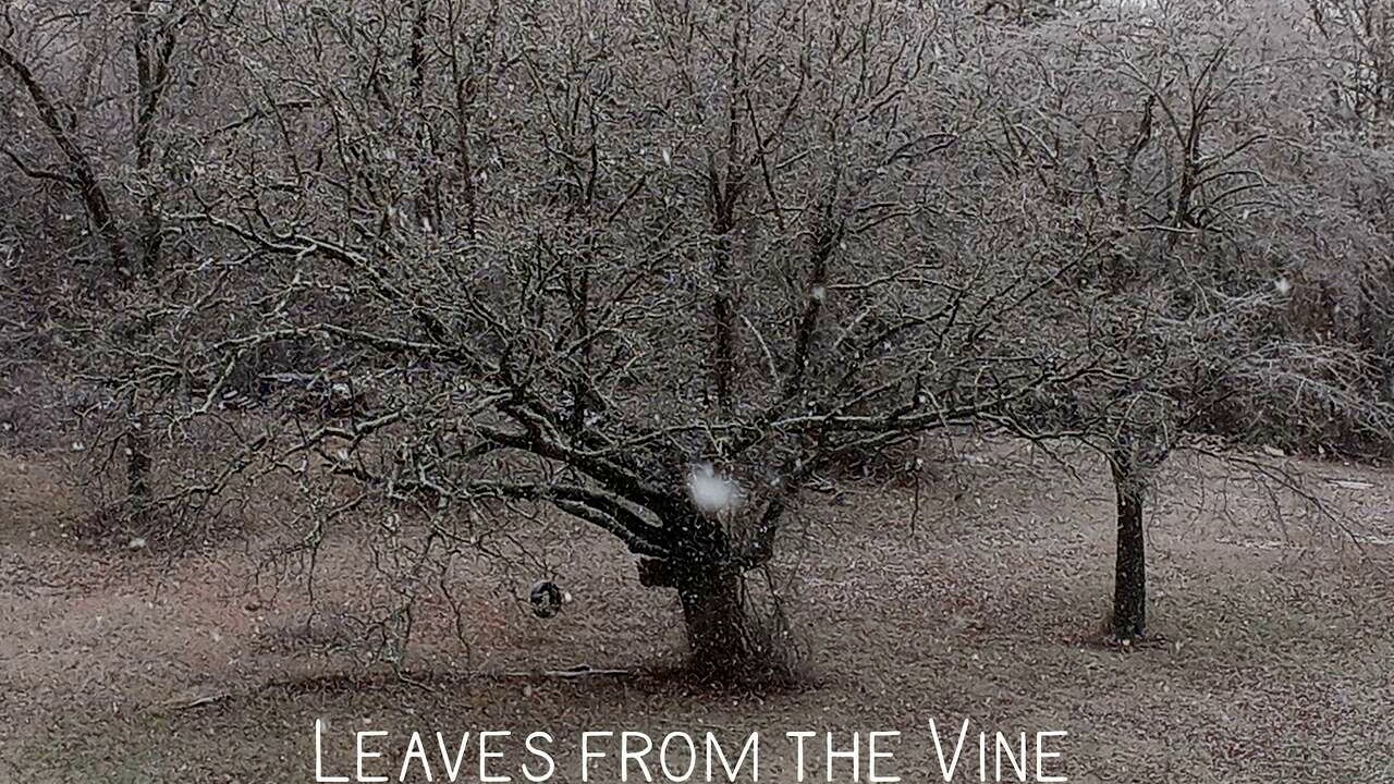 Leaves from the Vine - Harp Cover