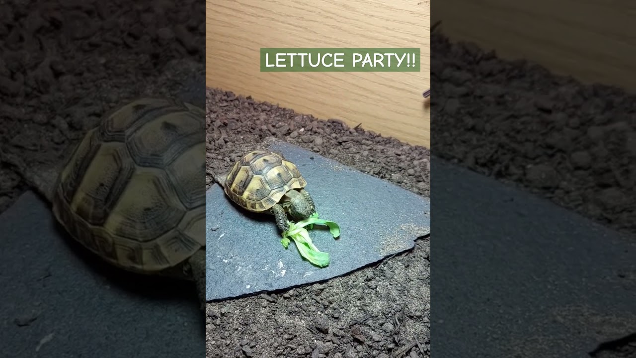 Lettuce party! #olivedatortoise #cutetortoise #tortoiselove #pettortoise #tortoise  #greektortoise
