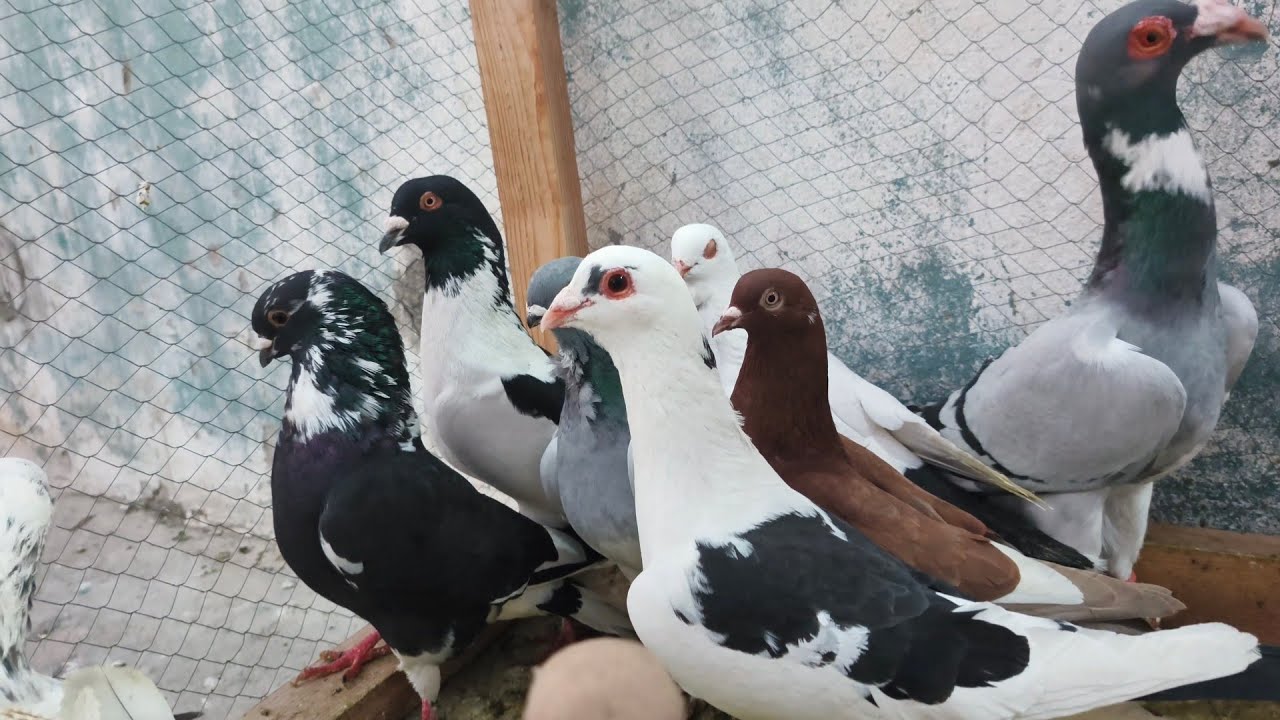 صيد وهدية (12) طير حمام من حلب 