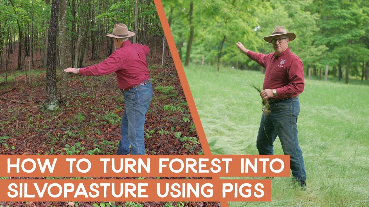 How to turn forest into silvopasture using pigs | Joel Salatin