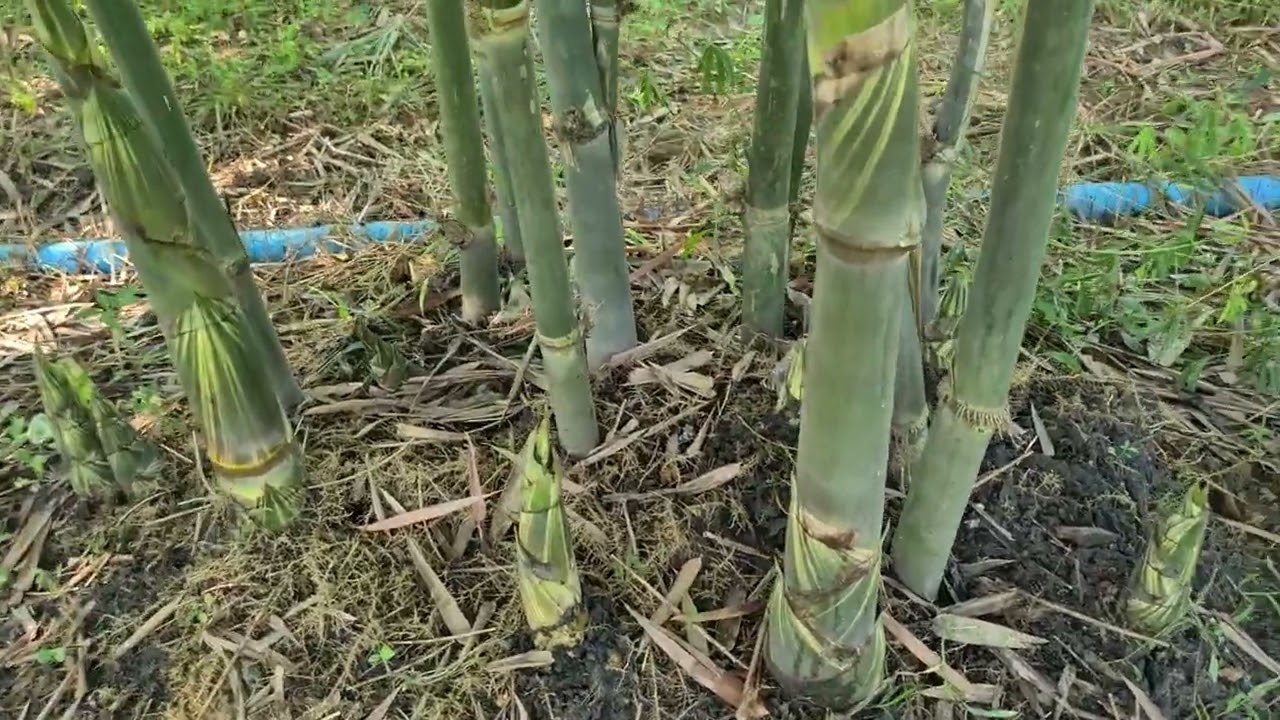 ผลผลิตของไผ่บงหวานเพชรน้ำผึ้ง เบอร์9  จ.อุตรดิตถ์สอบถามเพิ่มเติมที่เฟส  นารีน่า ไร่เพชรน้ำผึ้ง