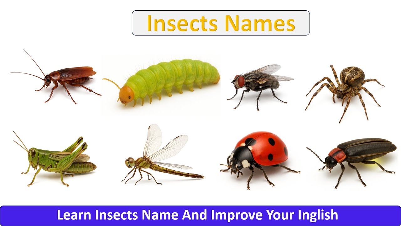 Insects Names || Practice English || Practice Insect Name in English || English For Everyone ||
