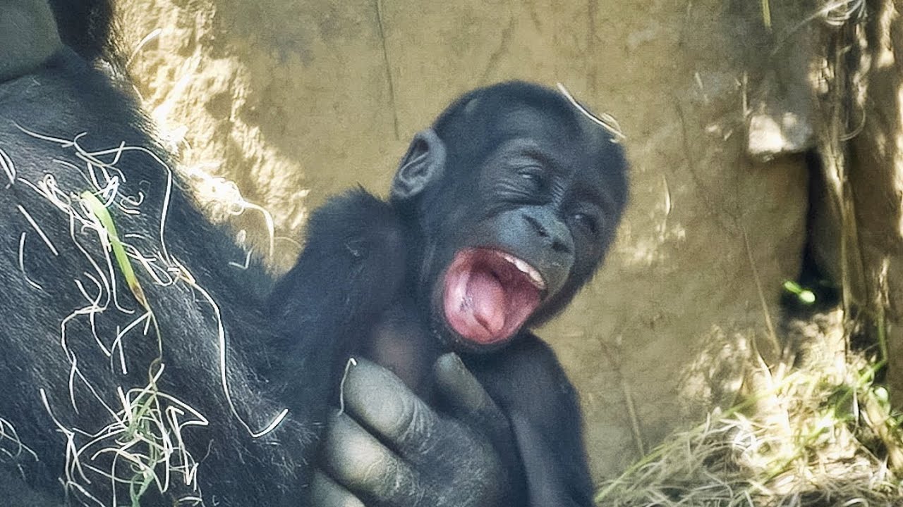 Uncomfortable Baby Gorilla | Mom  immediately noticed what baby wants