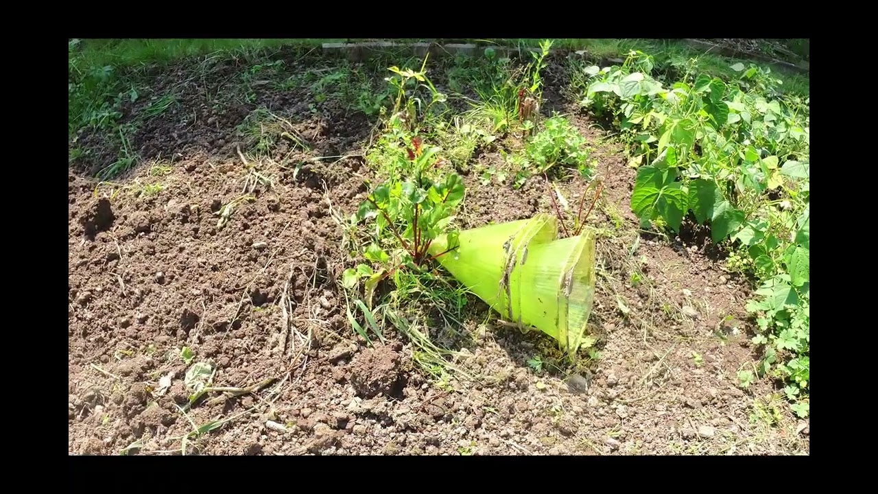 Unser Waldgrundstück im Hochsommer 2024