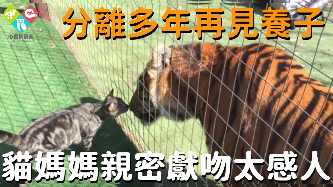 貓媽媽把老虎當兒子養大，分離3年後再次見面，貓媽媽親密獻吻舉動惹鼻酸#貓 #老虎 #收養 #母愛 #動物 #心靈飼養員