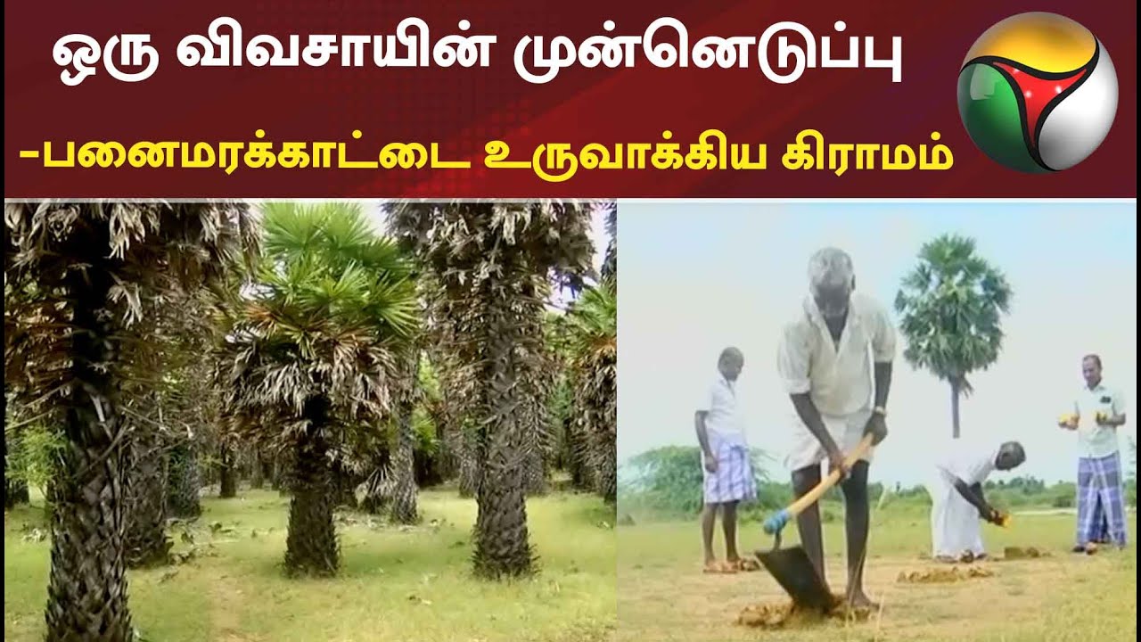 ஒரு விவசாயின் முன்னெடுப்பு - பனைமரக்காட்டை உருவாக்கிய கிராமம்